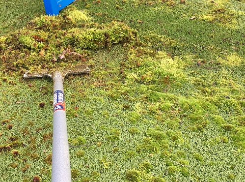 moss on artificial turf surface